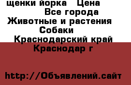 щенки йорка › Цена ­ 15 000 - Все города Животные и растения » Собаки   . Краснодарский край,Краснодар г.